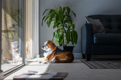 Enjoy The Ability To Open Your Window Without Allowing in Bugs and Debris